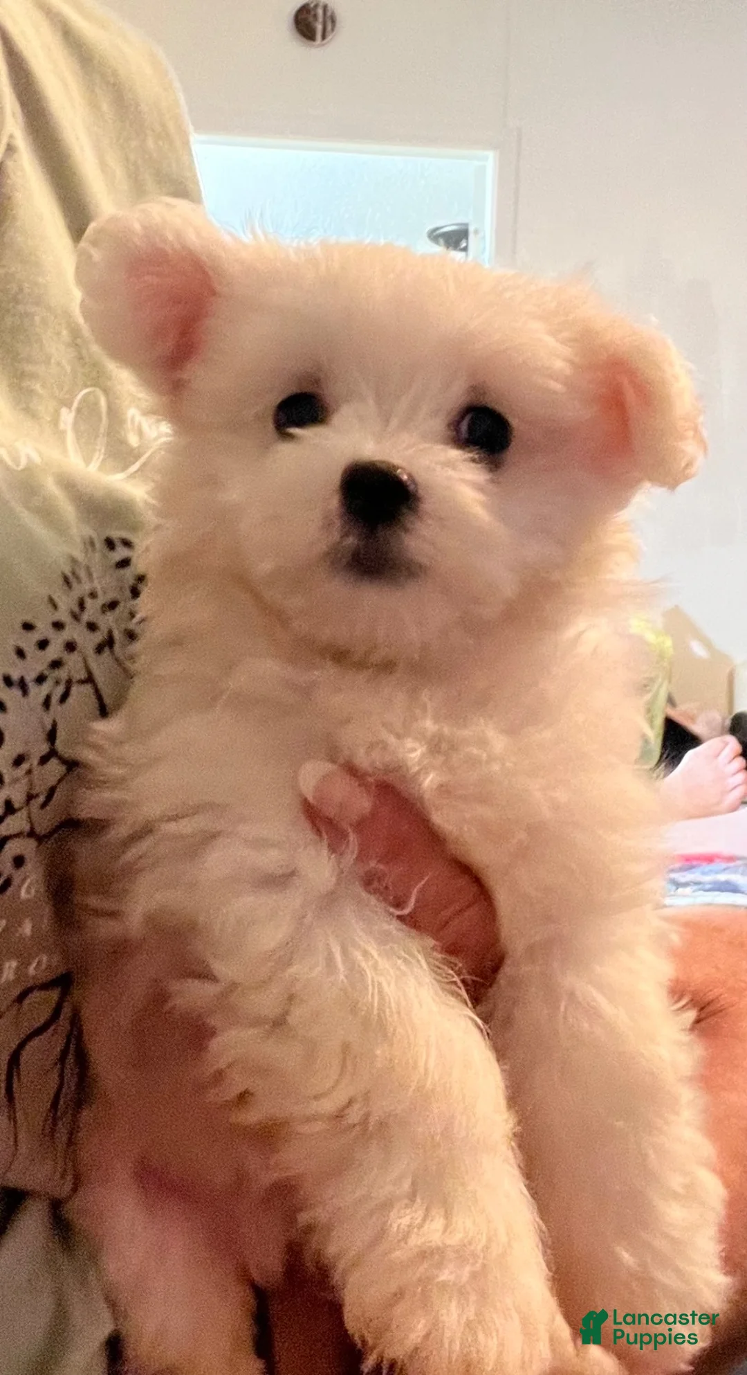 Maltese dogs for sale: Maltese 4 - Ad 1