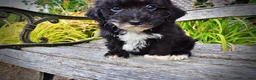 Havapoo dogs for sale: Kudos - Ad 7
