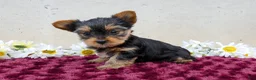 Yorkshire Terrier dogs for sale: Tibby - Ad 1