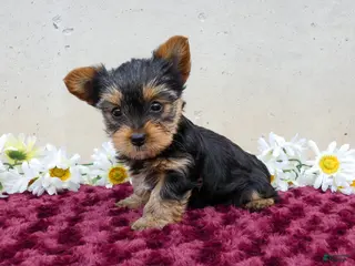 Yorkshire Terrier dogs for sale: Tibby - Ad 4