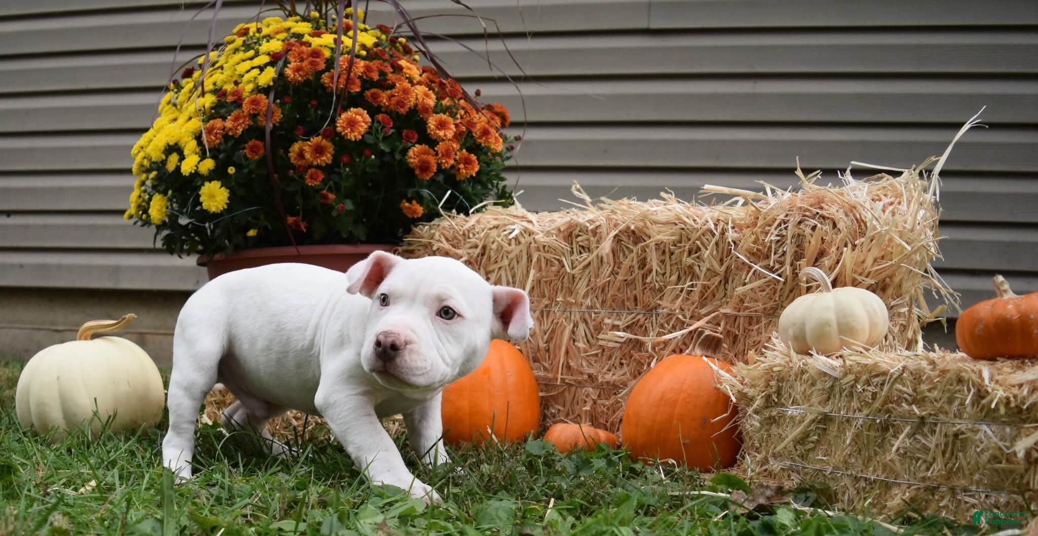 American Bully dogs American Bully 2 - Ad 2