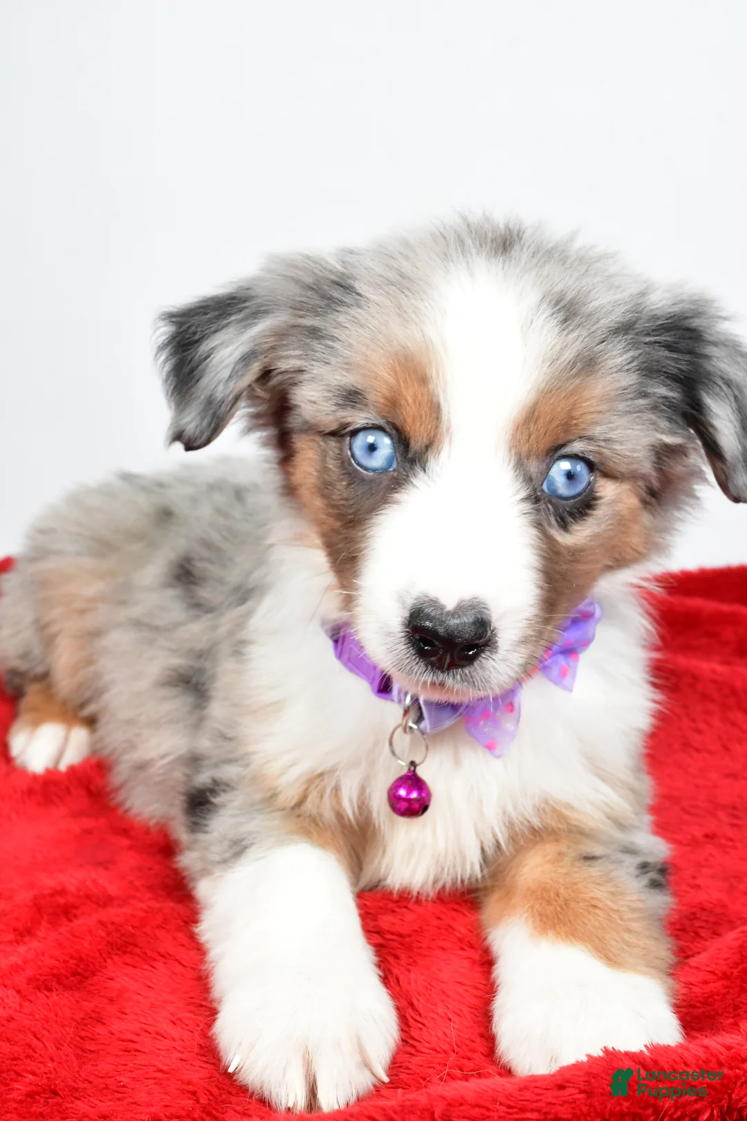 Miniature Australian Shepherd dogs for sale: Joshua - Ad 6
