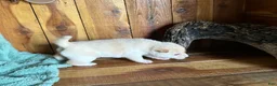 Shiba Inu dogs for sale: Shiba Inu Puppy 3 - Ad 5