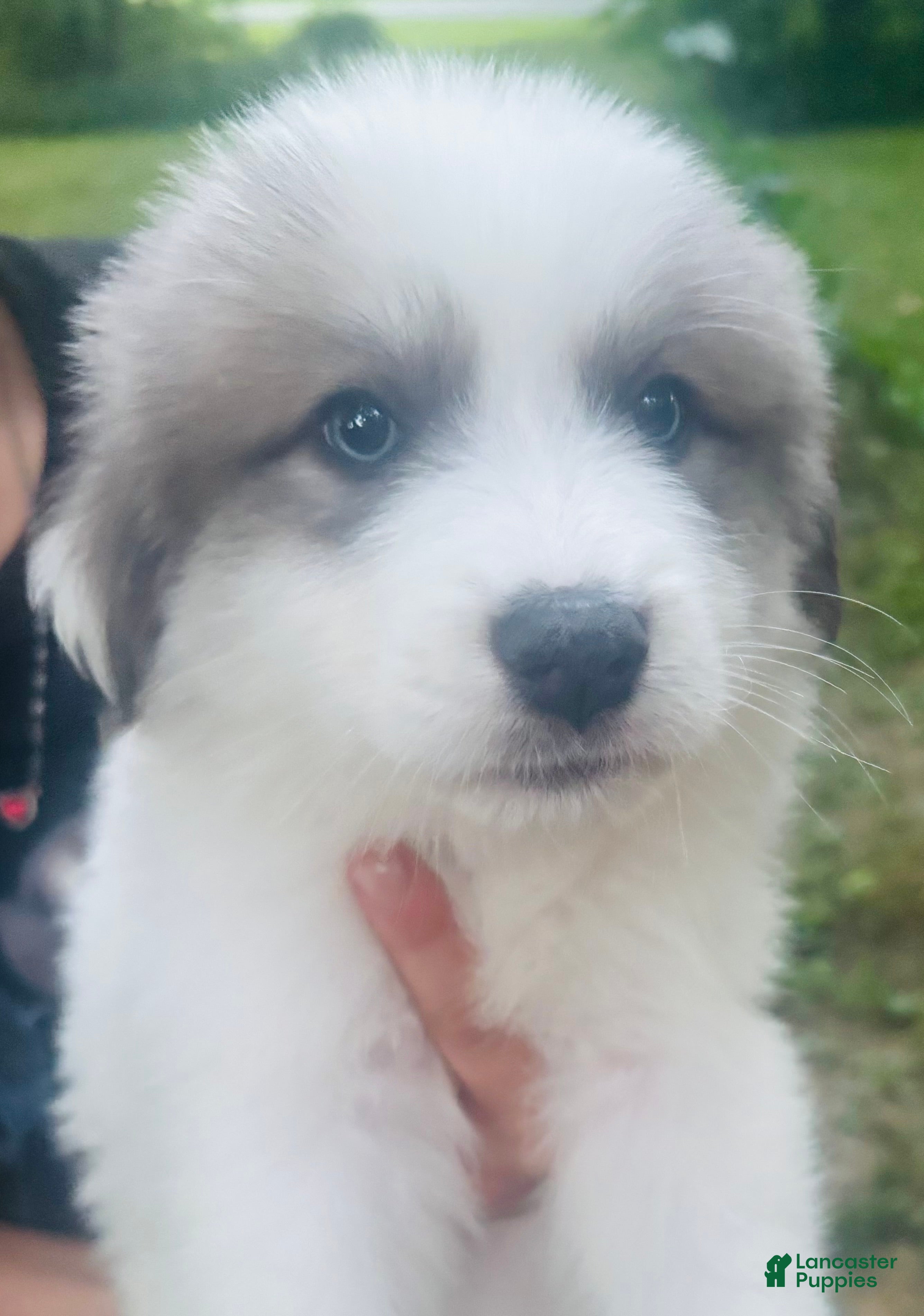 Great Pyrenees dogs Apollo - Ad 1