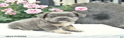 French Bulldog dogs for sale: Sage  - Ad 5
