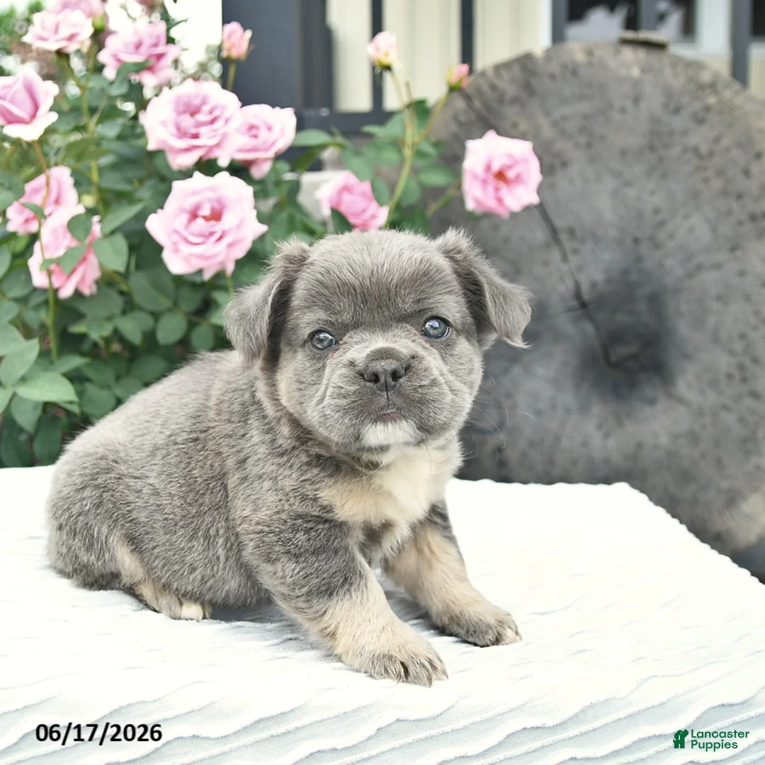 French Bulldog dogs for sale: Sage  - Ad 5
