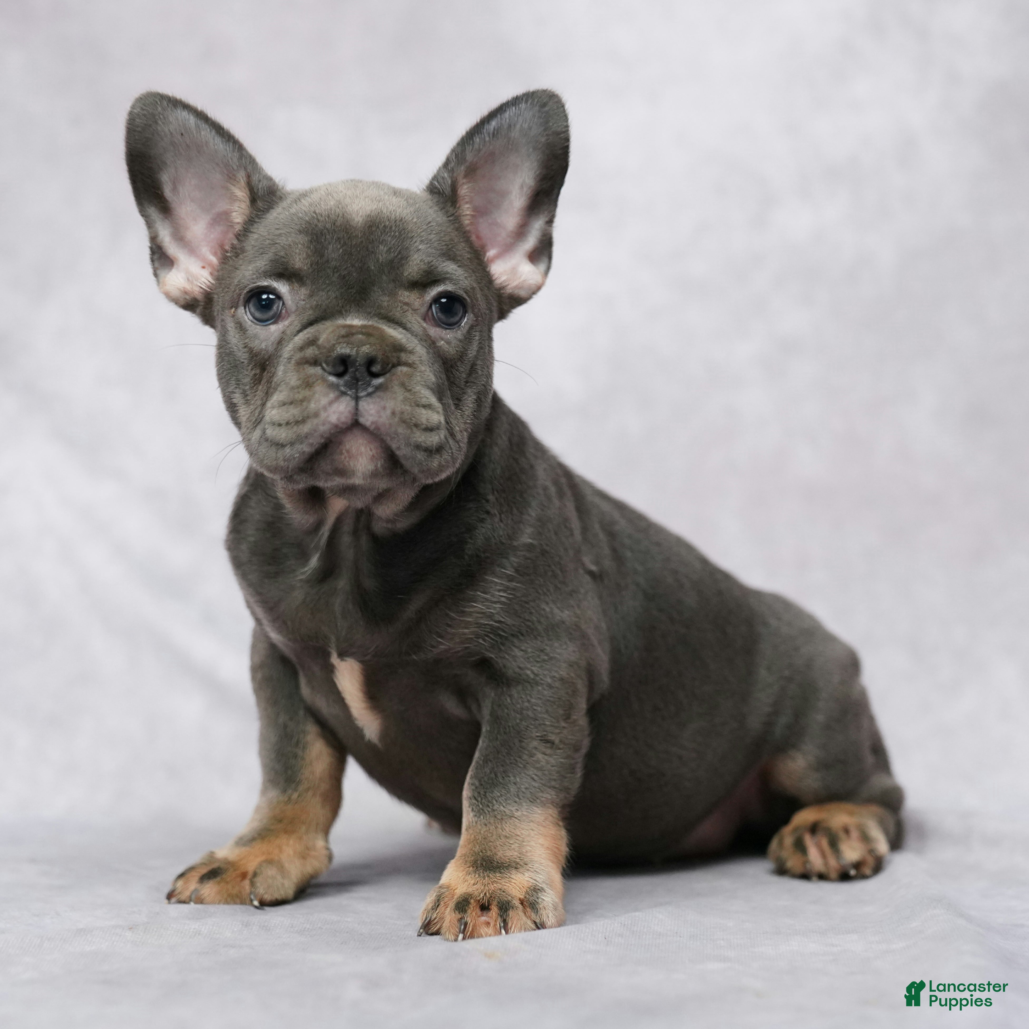 French Bulldog dogs Gia - Ad 1