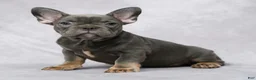 French Bulldog dogs for sale: Gia - Ad 1