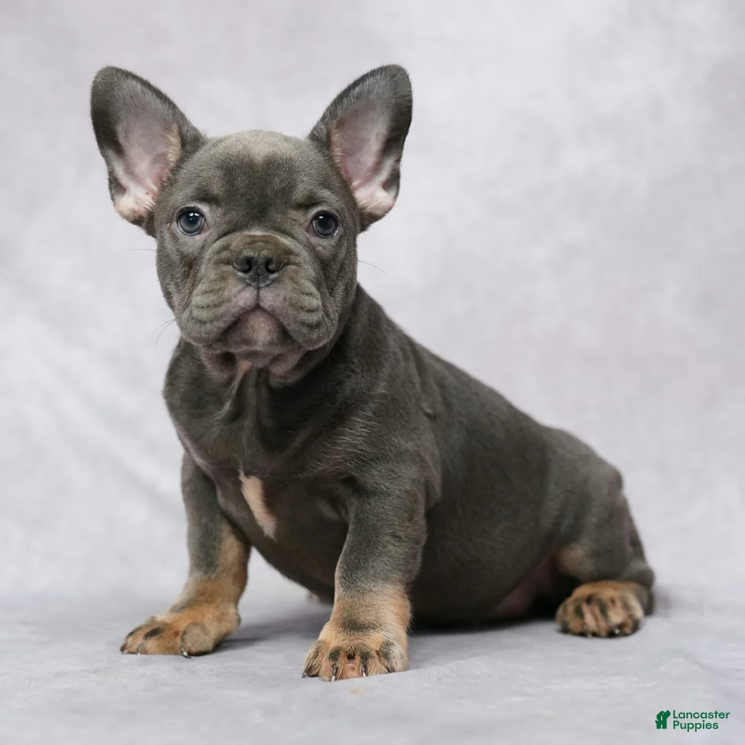 French Bulldog dogs for sale: Gia - Ad 1