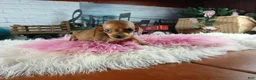Miniature Dachshund dogs for sale: Suzies Teacup red girl. Hand Delivery  - Ad 7