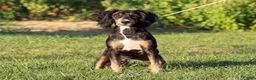 Mini Bernedoodle dogs for sale: Alta - Ad 3