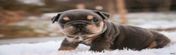 English Bulldog dogs for sale: Xena - Ad 6