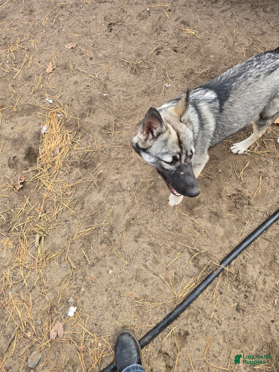 Gerberian Shepsky dogs for sale: Precious  - Ad 2