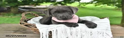 Labrador Retriever dogs for sale: Lola - Ad 2