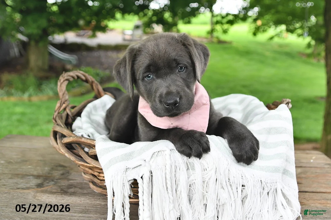 Labrador Retriever dogs for sale: Lola - Ad 2