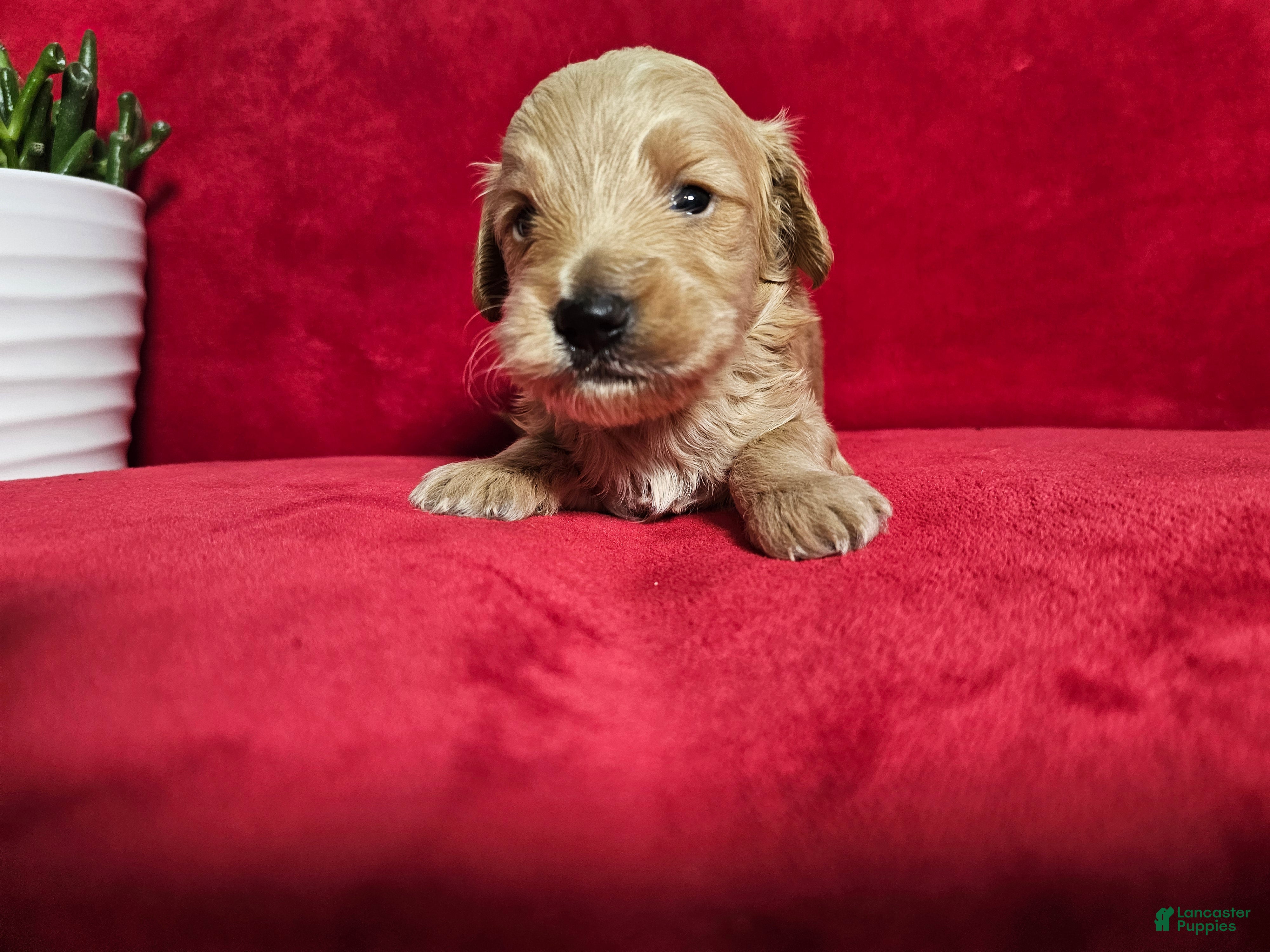 Mini Goldendoodle dogs Chile - Ad 1