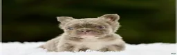 French Bulldog dogs for sale: WINONA - LILAC TAN FLUFFY BEAUTY IN CALI - US DELIVERY - Ad 3