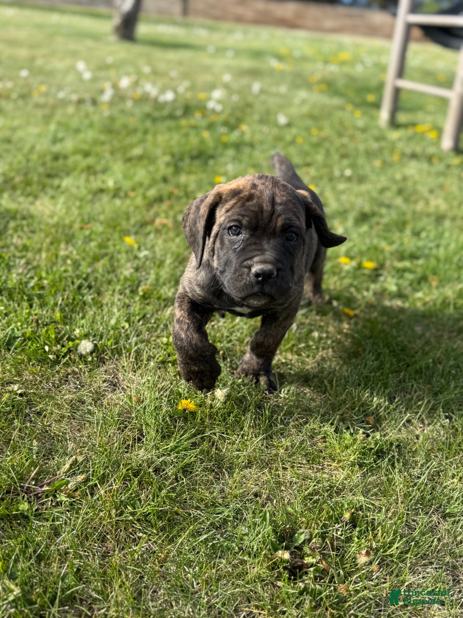 Cane Corso dogs Cane Corso Puppy 7 - Ad 5