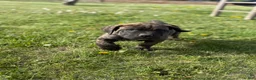 Cane Corso dogs for sale: Cane Corso Puppy 7 - Ad 1