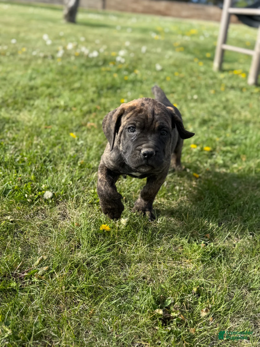 Cane Corso dogs for sale: Cane Corso Puppy 7 - Ad 1