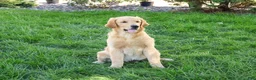 Golden Retriever dogs for sale: Georgie - Ad 6