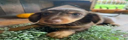 Miniature Dachshund dogs for sale: Lucy - Ad 10