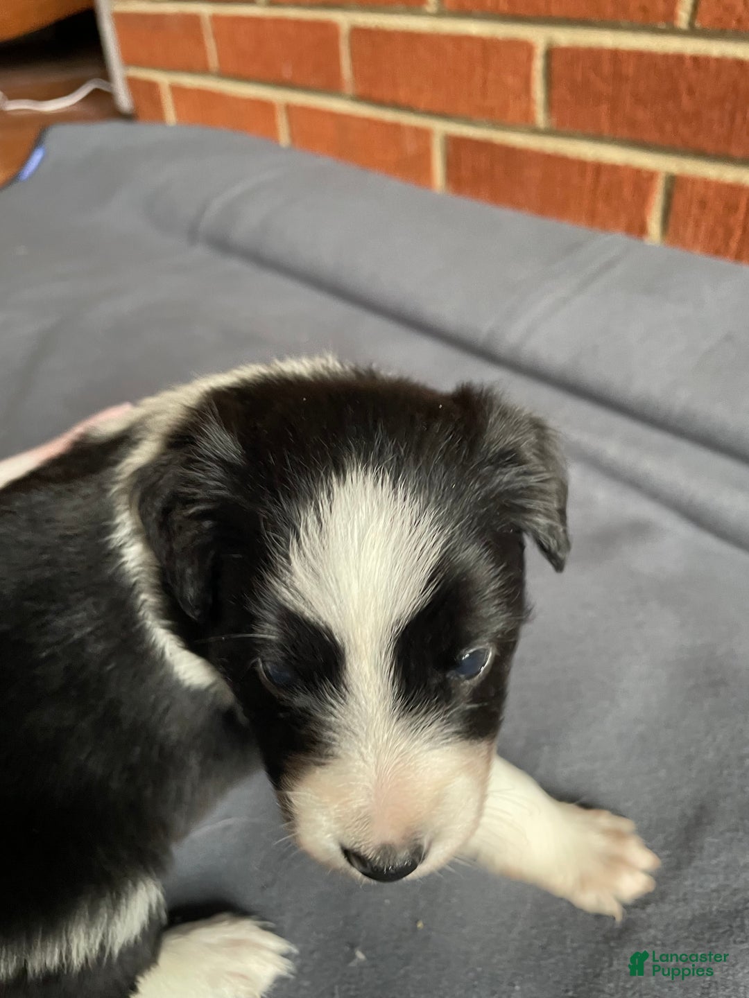 Mixed Breed dogs for sale: Star - Ad 3