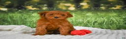 Mini Goldendoodle dogs for sale: Teddy - Ad 5