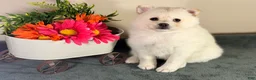 Pomsky dogs for sale: Paddy - Ad 4