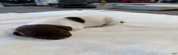 German Shorthaired Pointer dogs for sale: German Shorthaired Pointer 10 - Ad 18