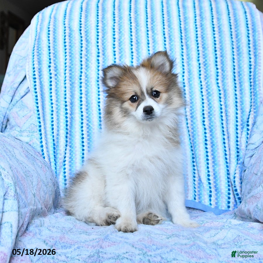 Pomsky dogs Ruby - Ad 2