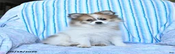 Pomsky dogs for sale: Ruby - Ad 2