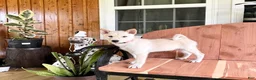 Shiba Inu dogs for sale: Shiba Inu Puppy 4 - Ad 22