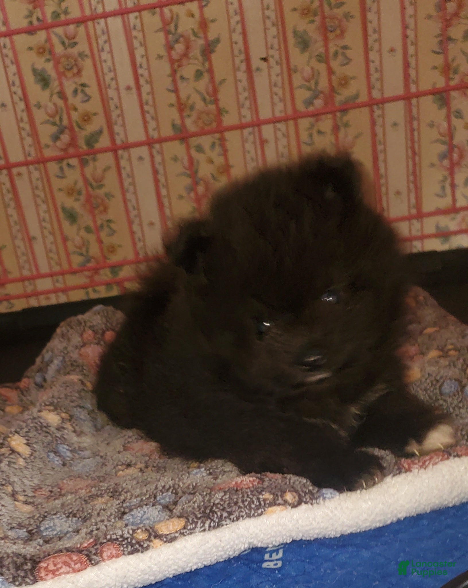 Pomeranian dogs Sir - Ad 33