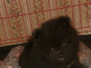 Pomeranian dogs Sir - Ad 35