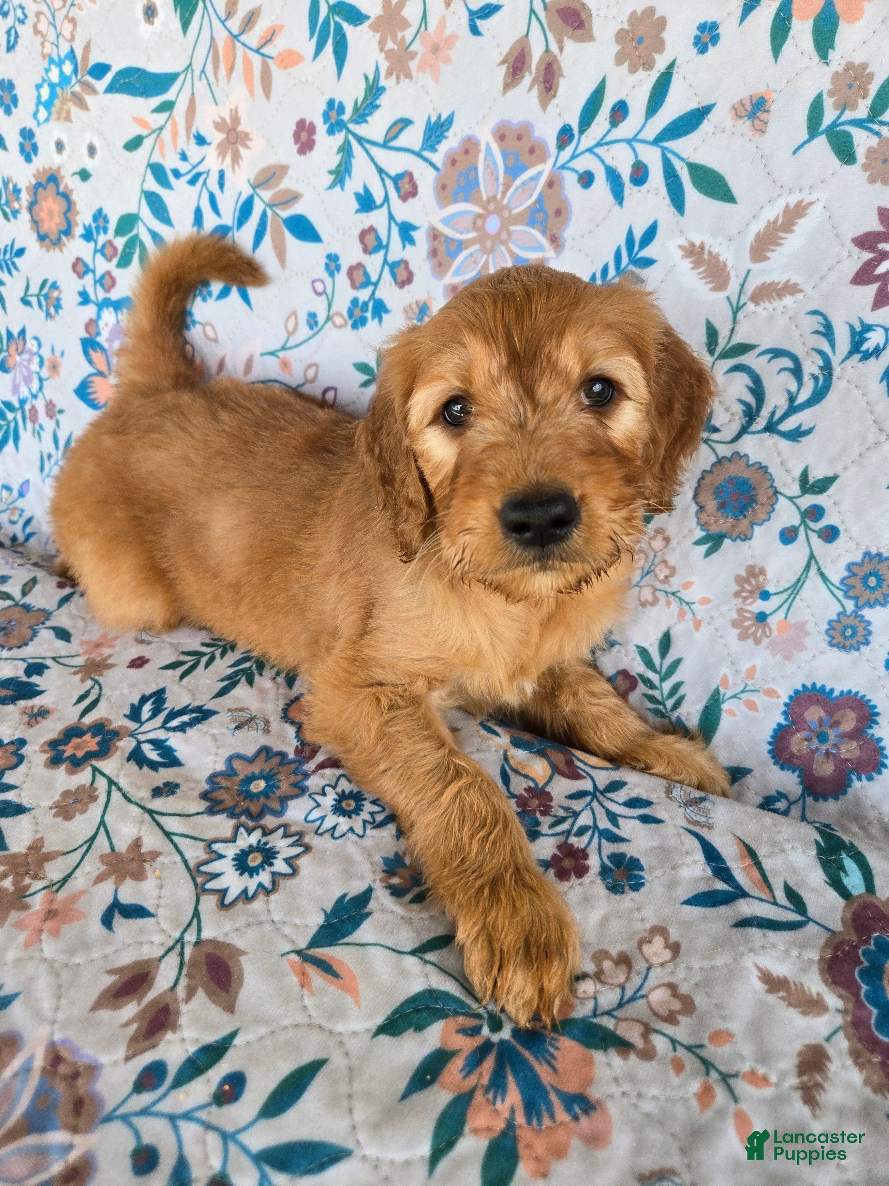 Goldendoodle dogs Blue Boy - Ad 31
