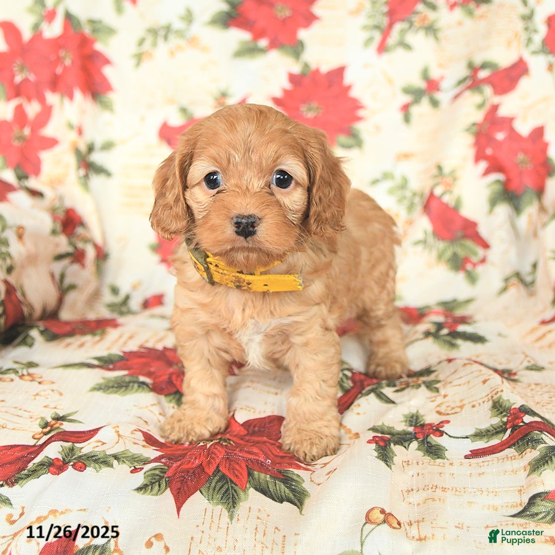 Cockapoo dogs for sale: Noel - Ad 1