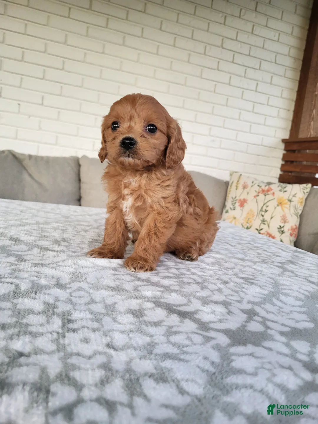 Cavapoo dogs for sale: Kobe - Ad 1