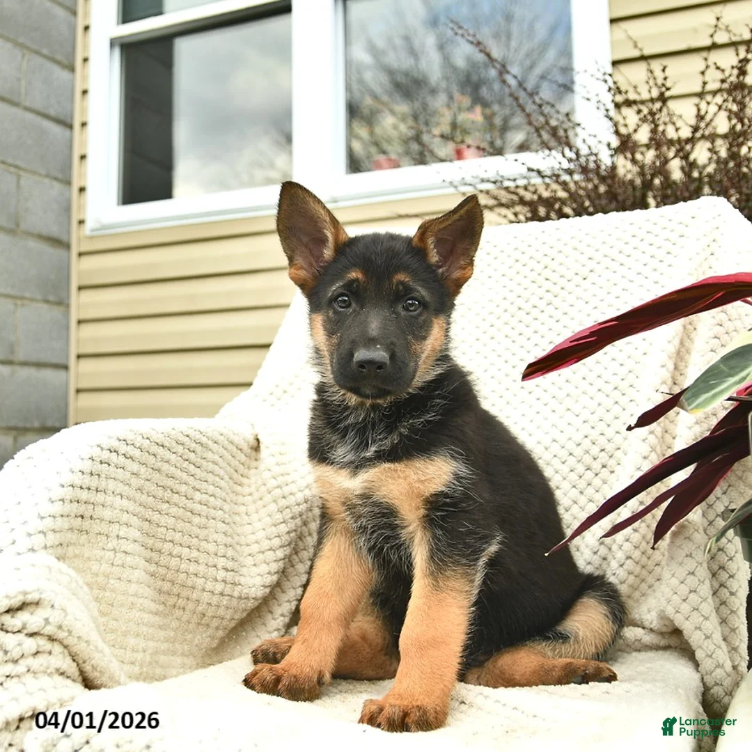 German Shepherd dogs for sale: Hazel  - Ad 1