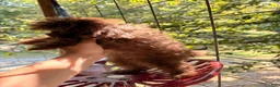 Pomapoo dogs for sale: Pomapoo 1 - Ad 2