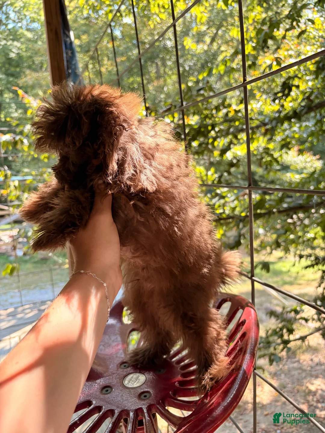 Pomapoo dogs for sale: Pomapoo 1 - Ad 2