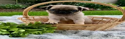 Pug dogs for sale: Jake - Ad 5