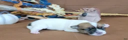 Jack Russell Terrier dogs for sale: Tara female JRT purebred  - Ad 4
