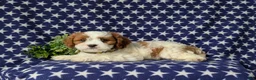Cavapoo dogs for sale: Sinclair - Ad 4