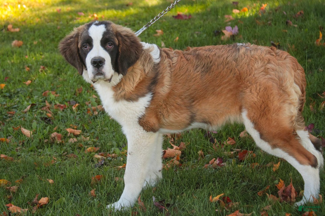 Saint Bernard dogs for sale: Wendeline Saint Bernard  - Ad 2