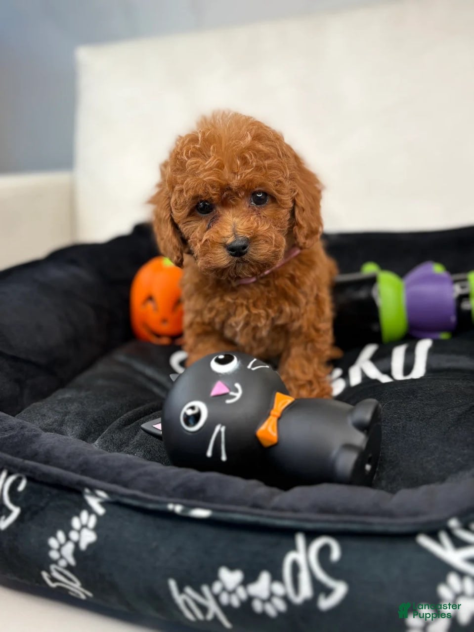 Toy Poodle dogs Red Female Teacup Poodle (Daisy) - Ad 26