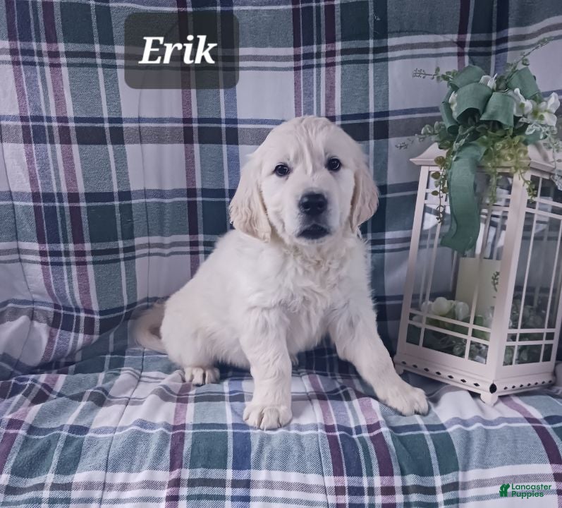 Golden Retriever dogs Erik - Ad 1