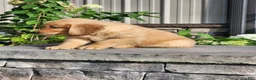 Golden Retriever dogs for sale: Charlotte - Ad 4