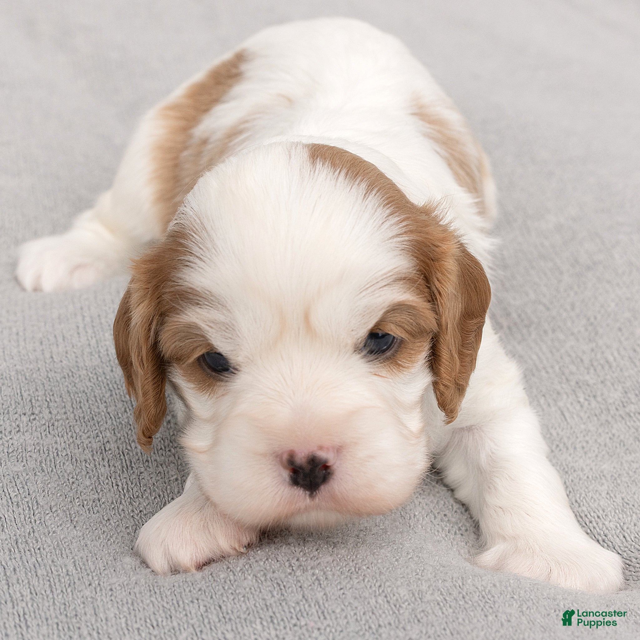 Cavalier King Charles Spaniel dogs Ben Cavalier King Charles Spaniel  - Ad 1