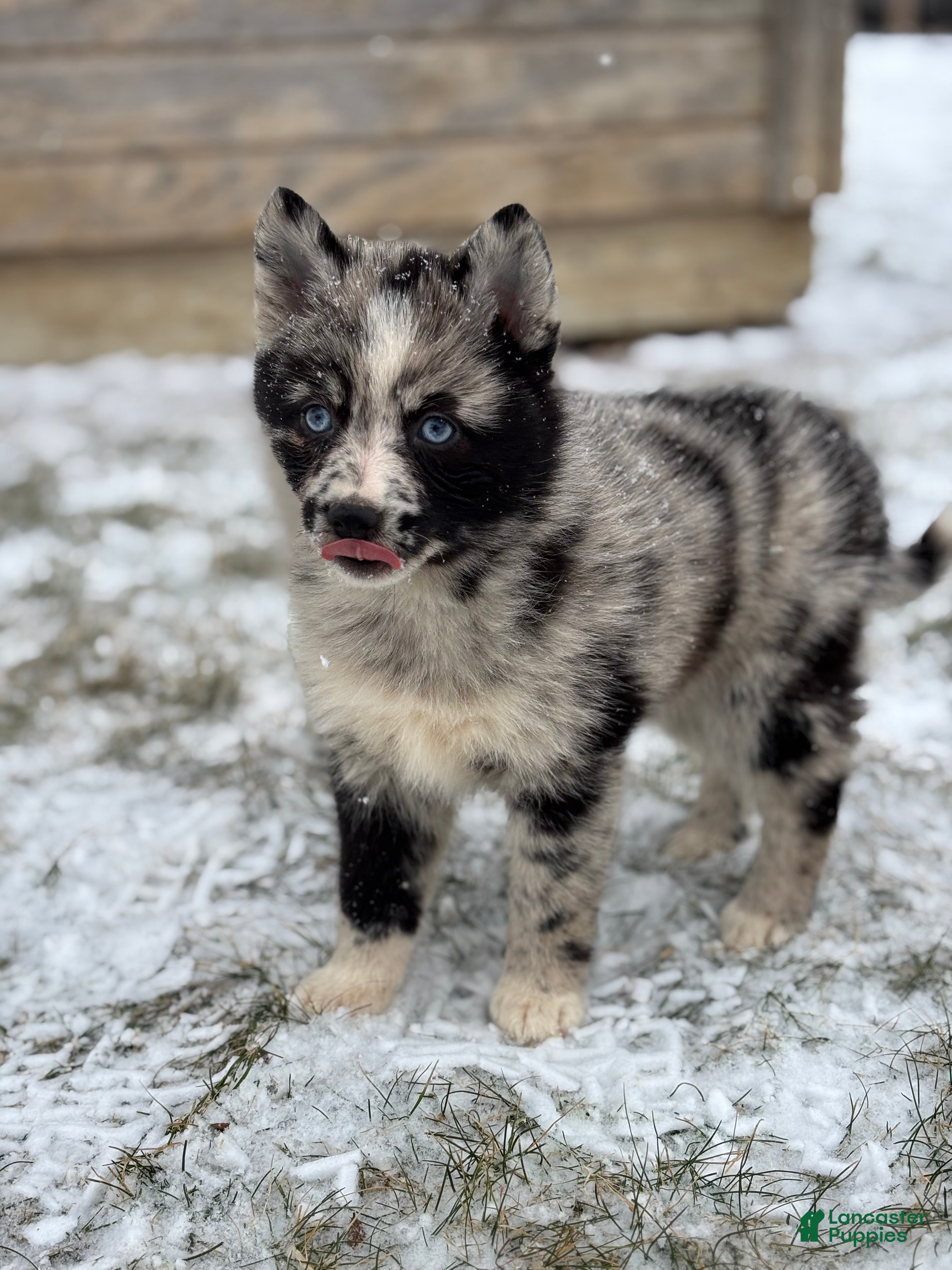 Pomsky dogs Gemma - Ad 3